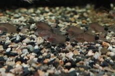 画像4: 【淡水魚】コリドラス グァポレ グァポレ産 ワイルド【1匹 サンプル画像】(±4cm)(コリドラス)（生体）（淡水）NKCR (4)