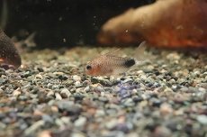 画像1: 【淡水魚】【通販】コリドラス ニューバイオレット シミリスII ワイルド(4.5cm)(コリドラス)（生体）（淡水）NKCR (1)