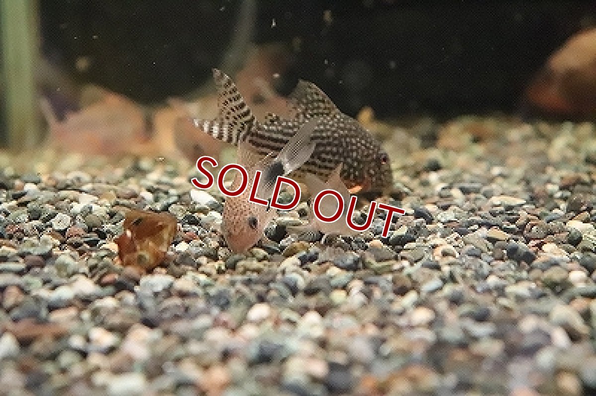 画像2: 【淡水魚】【通販】コリドラス ニューバイオレット シミリス2 ワイルド【1匹 サンプル画像】(±4cm)(コリドラス)（生体）（淡水）NKCR (2)