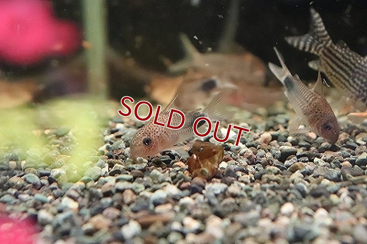 画像3: 【淡水魚】【通販】コリドラス ニューバイオレット シミリス2 ワイルド【1匹 サンプル画像】(±4cm)(コリドラス)（生体）（淡水）NKCR (3)