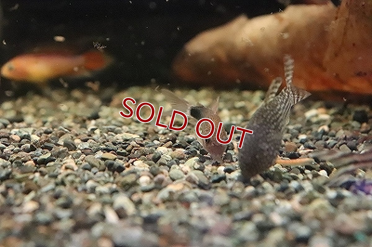 画像4: 【淡水魚】【通販】コリドラス ニューバイオレット シミリス2 ワイルド【1匹 サンプル画像】(±4cm)(コリドラス)（生体）（淡水）NKCR (4)