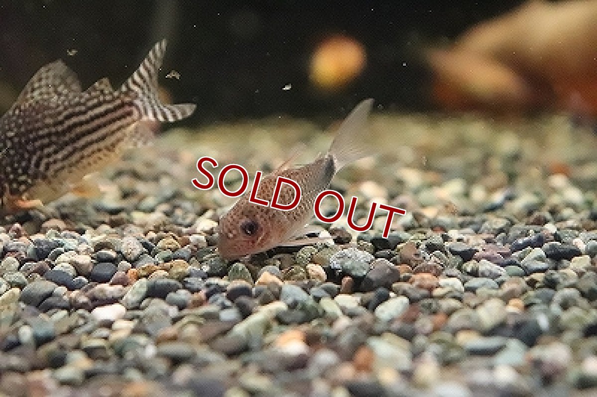 画像5: 【淡水魚】【通販】コリドラス ニューバイオレット シミリス2 ワイルド【1匹 サンプル画像】(±4cm)(コリドラス)（生体）（淡水）NKCR (5)