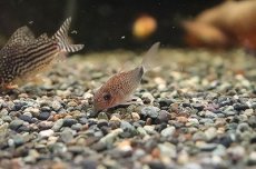 画像5: 【淡水魚】【通販】コリドラス ニューバイオレット シミリスII ワイルド(4.5cm)(コリドラス)（生体）（淡水）NKCR (5)