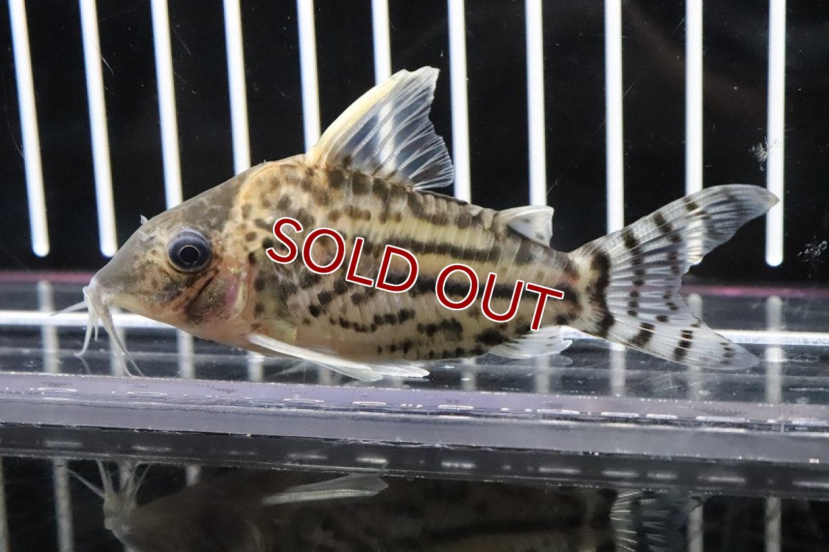 画像2: 【淡水魚】大特価 コリドラス ウルトラプルケール ラブレア産 ワイルド【1匹 サンプル画像】(7-8cm)(コリドラス)（生体）（淡水）NKCR (2)