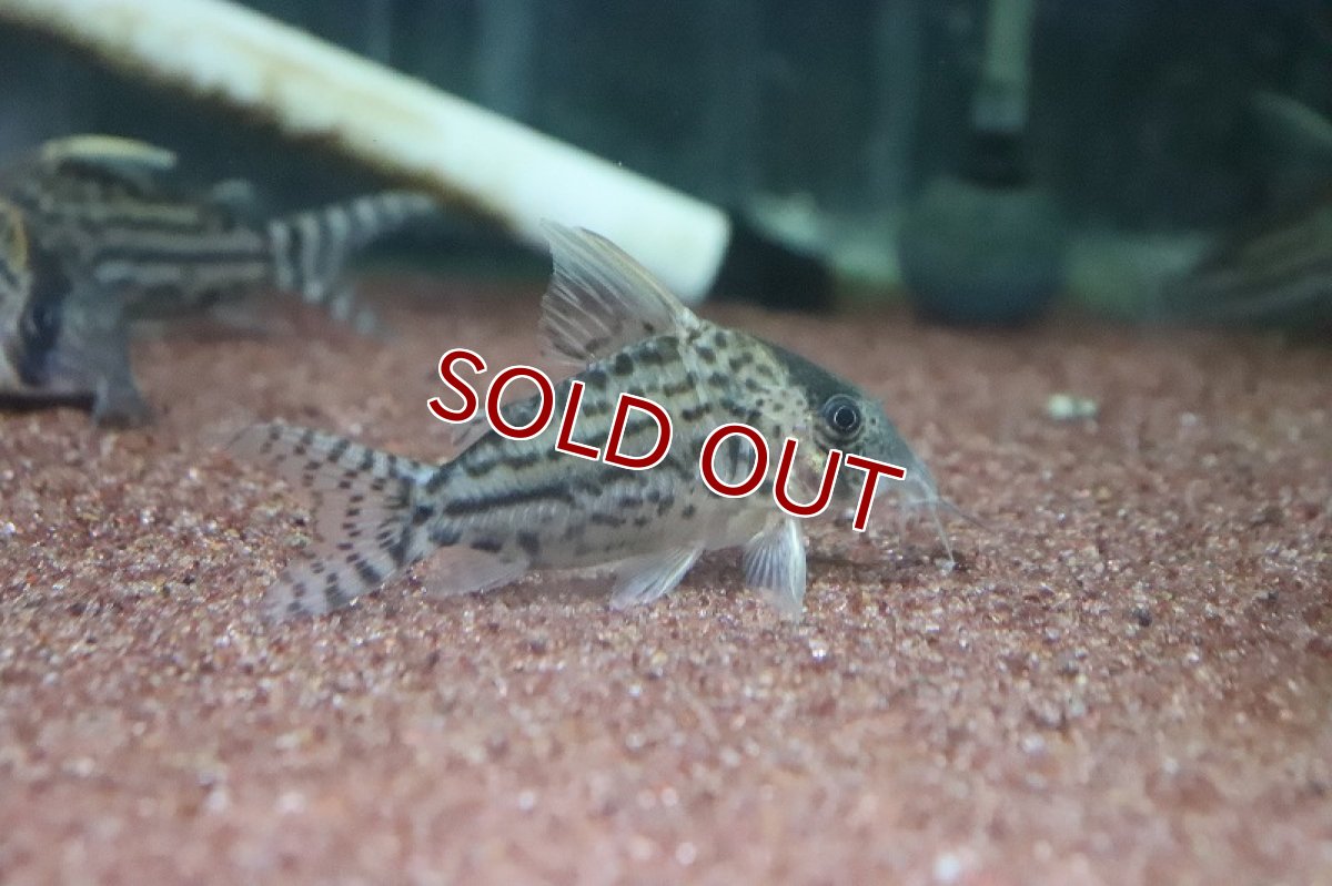 画像3: 【淡水魚】大特価 コリドラス ウルトラプルケール ラブレア産 ワイルド【1匹 サンプル画像】(7-8cm)(コリドラス)（生体）（淡水）NKCR (3)