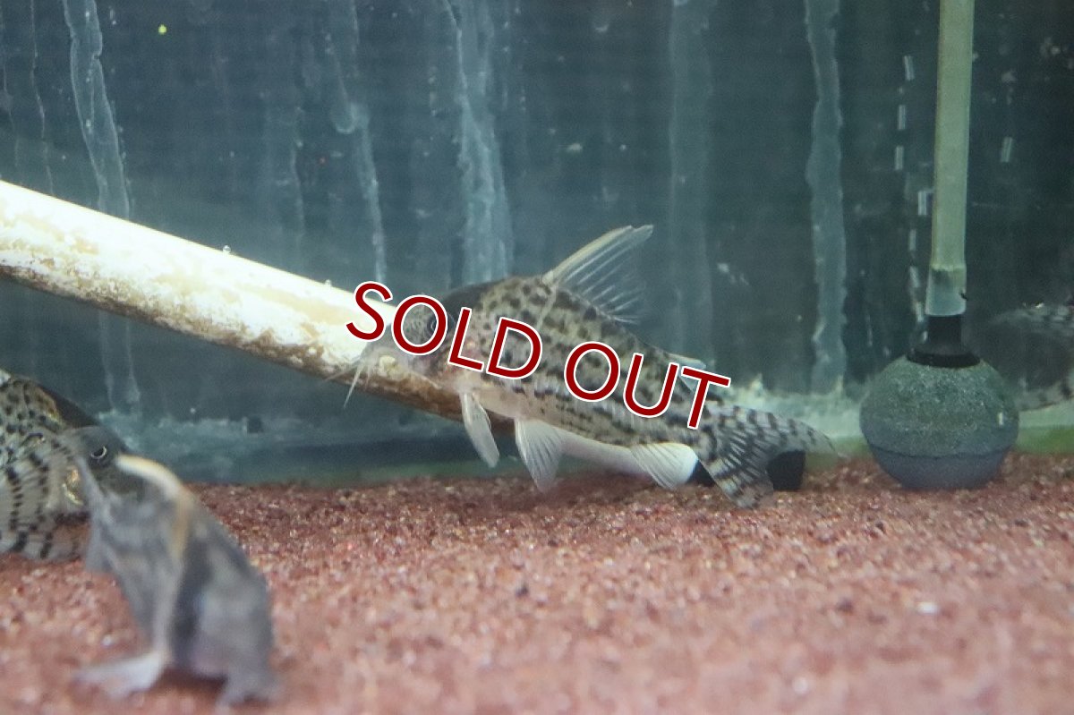 画像4: 【淡水魚】大特価 コリドラス ウルトラプルケール ラブレア産 ワイルド【1匹 サンプル画像】(7-8cm)(コリドラス)（生体）（淡水）NKCR (4)