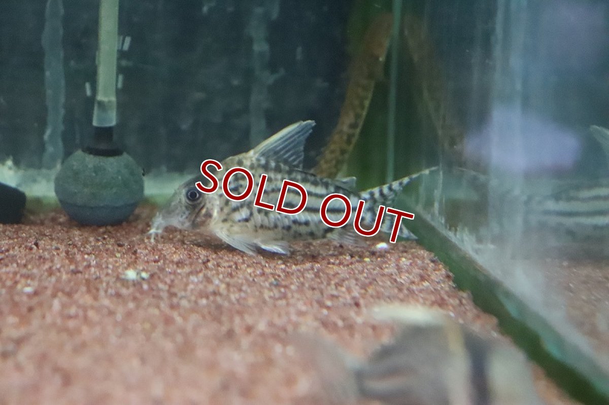 画像5: 【淡水魚】大特価 コリドラス ウルトラプルケール ラブレア産 ワイルド【1匹 サンプル画像】(7-8cm)(コリドラス)（生体）（淡水）NKCR (5)