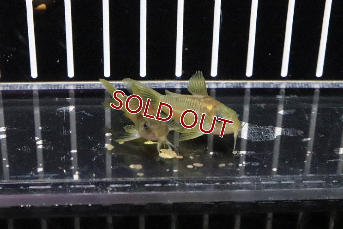 画像2: 【淡水魚】レア種 コリドラス イルミネータス レッド【1匹】(±3-4cm)(コリドラス)（生体）（淡水）NKCR (2)