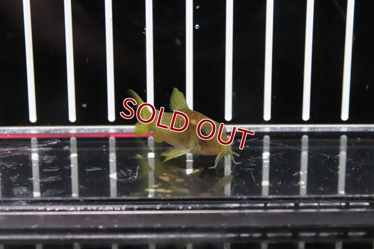 画像3: 【淡水魚】レア種 コリドラス イルミネータス レッド【1匹】(±3-4cm)(コリドラス)（生体）（淡水）NKCR (3)