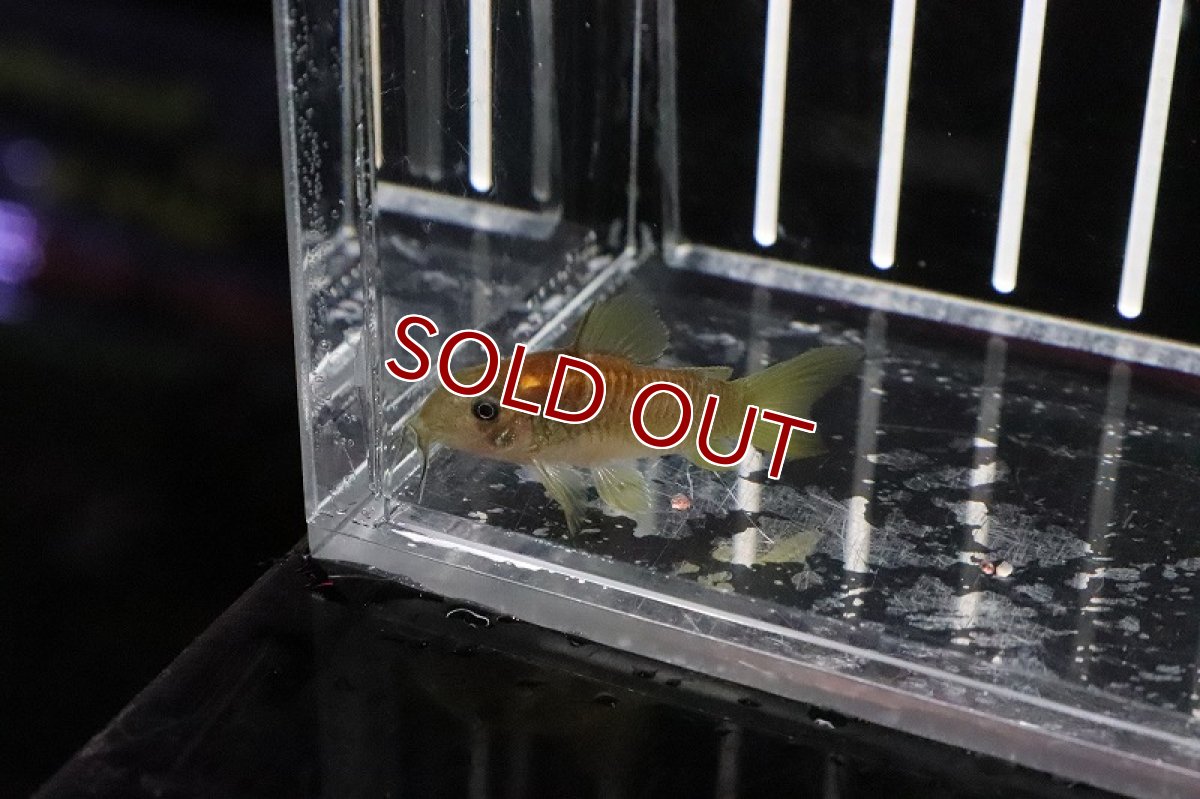 画像4: 【淡水魚】レア種 コリドラス イルミネータス レッド【1匹】(±3-4cm)(コリドラス)（生体）（淡水）NKCR (4)