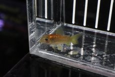 画像4: 【淡水魚】【通販】レア種 コリドラス イルミネータス レッド【1匹】(±3-4cm)(コリドラス)（生体）（淡水）NKCR (4)