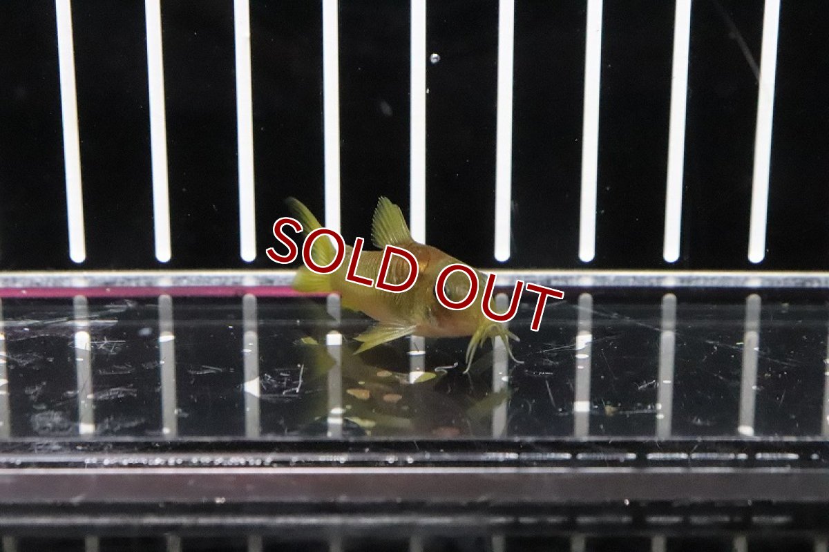 画像5: 【淡水魚】レア種 コリドラス イルミネータス レッド【1匹】(±3-4cm)(コリドラス)（生体）（淡水）NKCR (5)