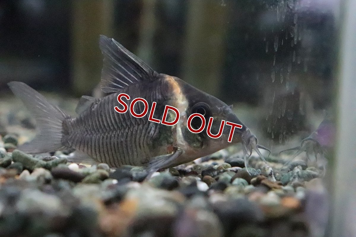 画像2: 【淡水魚】【通販】売り切りセール レア種 セミロングノーズ コリドラス レセックス ワイルド1匹 サンプル画像】±5cm（生体）（淡水）NKCR (2)