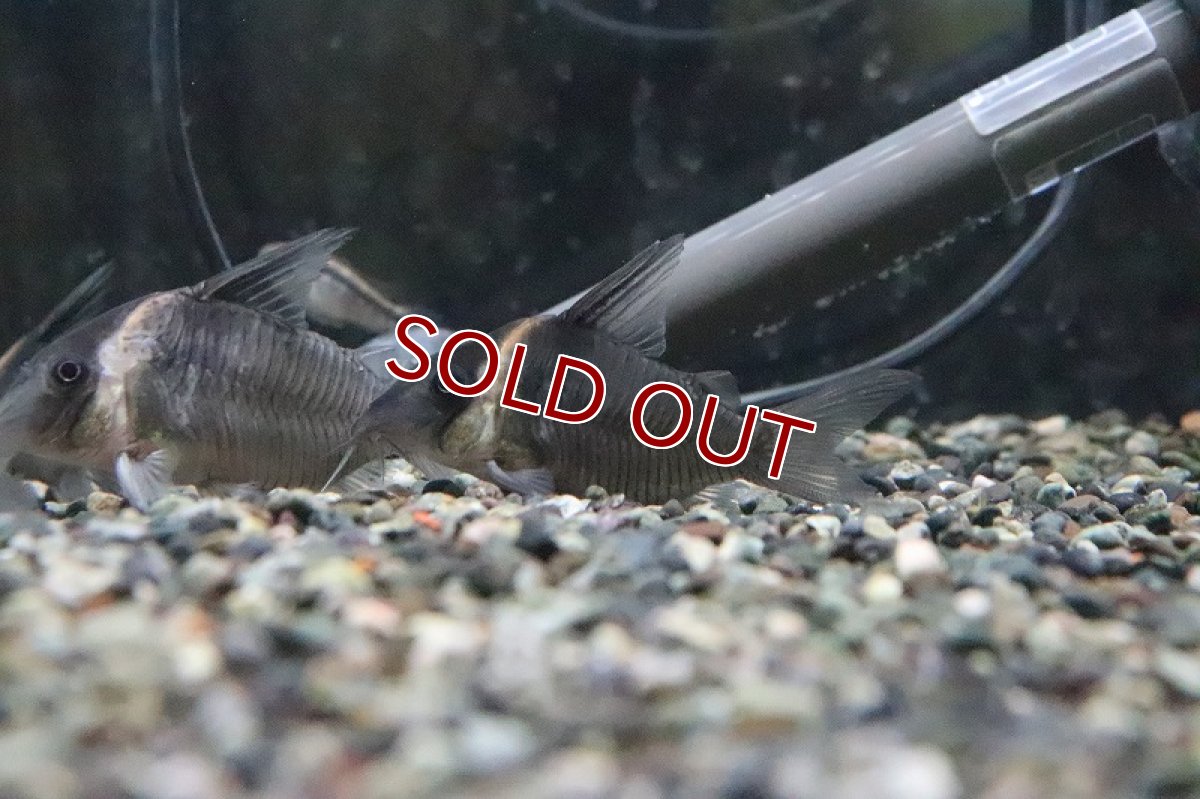 画像3: 【淡水魚】【通販】売り切りセール レア種 セミロングノーズ コリドラス レセックス ワイルド1匹 サンプル画像】±5cm（生体）（淡水）NKCR (3)