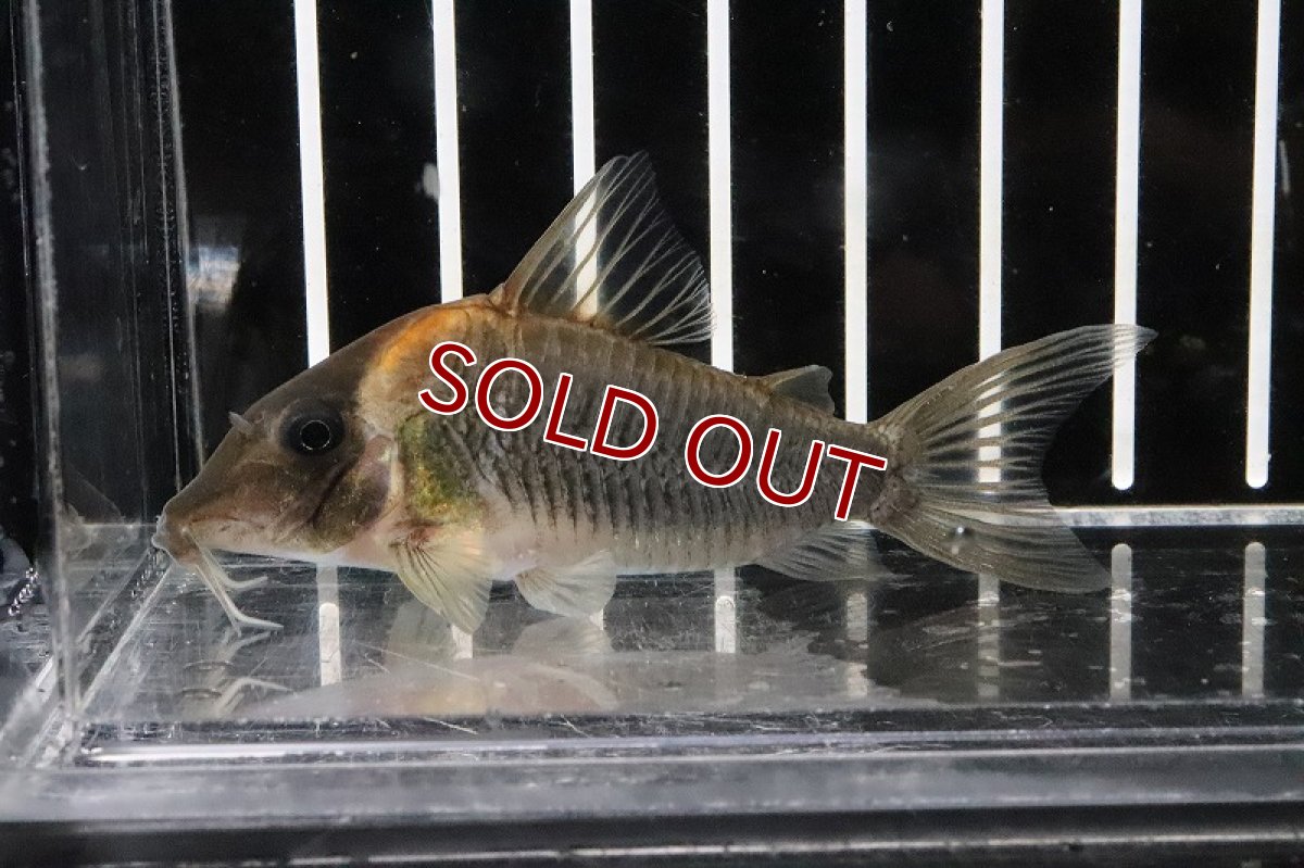 画像1: 【淡水魚】【通販】コリドラス セミロングノーズルイーザ ワイルド【1匹 サンプル画像±6cm(コリドラス)(生体)(熱帯魚)ＮＫCR (1)