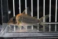 画像1: 【淡水魚】【通販】コリドラス セミロングノーズルイーザ ワイルド【1匹 サンプル画像±6cm(コリドラス)(生体)(熱帯魚)ＮＫCR (1)