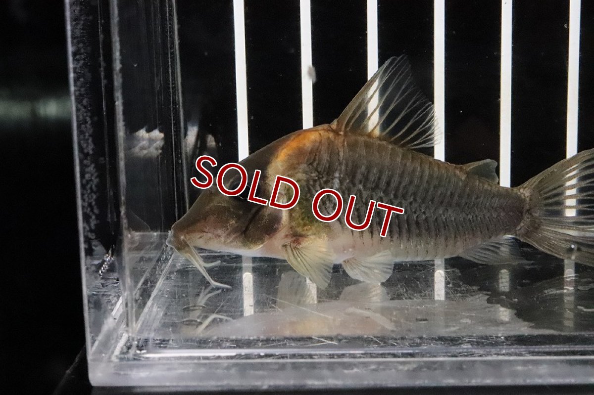 画像2: 【30%OFF対象商品30周年セール 淡水魚】【淡水魚】【通販】爆安 コリドラス セミロングノーズルイーザ タパジョス産 ワイルド【1匹 サンプル画像(±5-6cm)(生体)(熱帯魚)ＮＫCR (2)