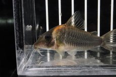 画像2: 【淡水魚】【通販】コリドラス セミロングノーズルイーザ ワイルド【1匹 サンプル画像±6cm(コリドラス)(生体)(熱帯魚)ＮＫCR (2)