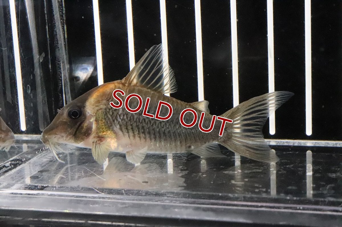 画像3: 【30%OFF対象商品30周年セール 淡水魚】【淡水魚】【通販】爆安 コリドラス セミロングノーズルイーザ タパジョス産 ワイルド【1匹 サンプル画像(±5-6cm)(生体)(熱帯魚)ＮＫCR (3)