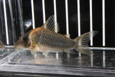 画像3: 【淡水魚】【通販】コリドラス セミロングノーズルイーザ ワイルド【1匹 サンプル画像±6cm(コリドラス)(生体)(熱帯魚)ＮＫCR (3)