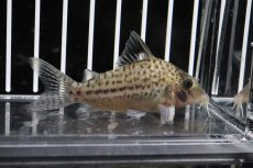 画像2: 【淡水魚】【通販】コリドラス オルフノプテルス ワイルド【１匹】(±6cm)(コリドラス)(生体)(熱帯魚)ＮＫCR (2)