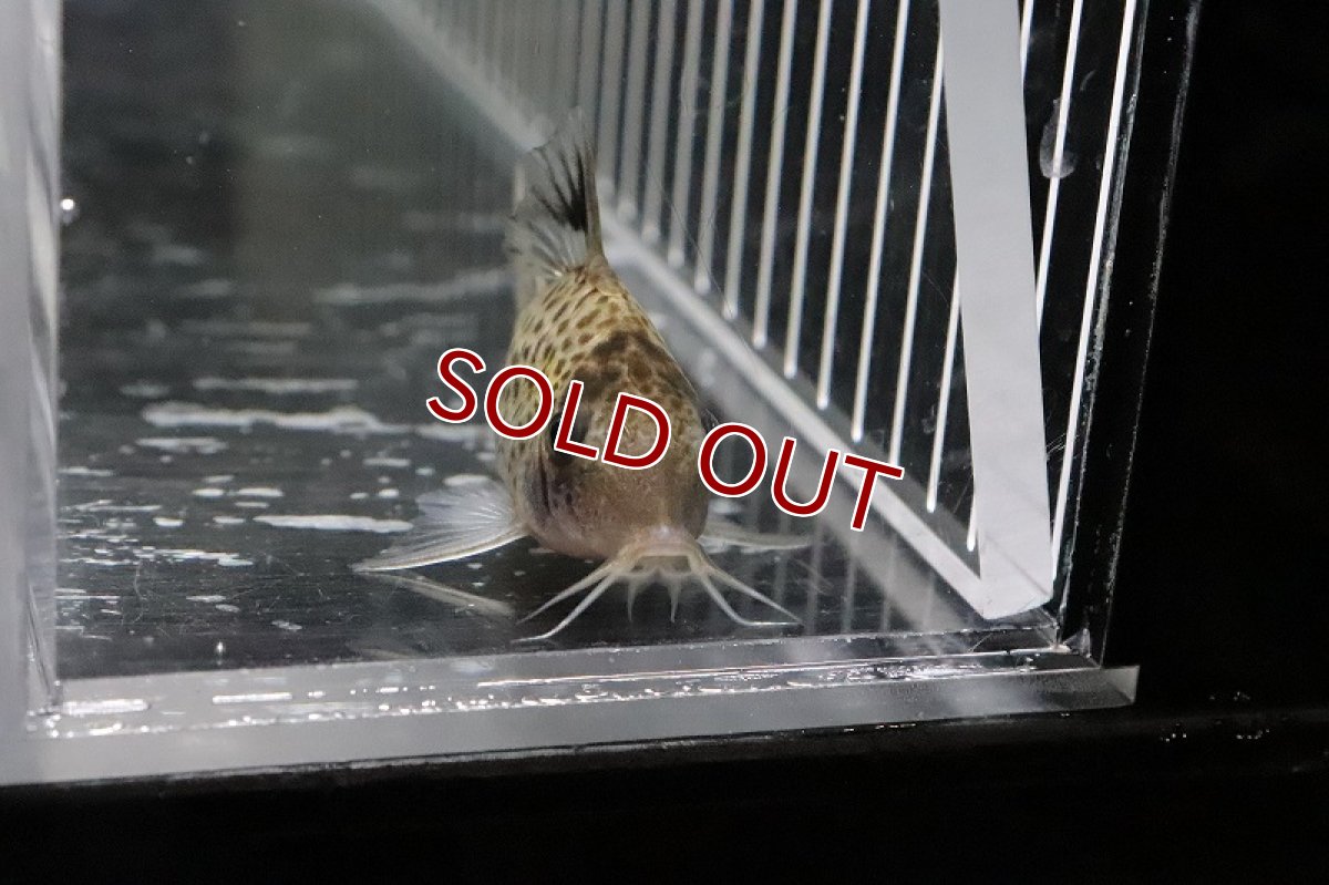 画像3: 【淡水魚】コリドラス オルフノプテルス ワイルド【１匹】(±6cm)(コリドラス)(生体)(熱帯魚)ＮＫCR (3)