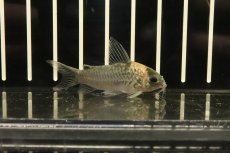 画像1: 【淡水魚】【通販】コリドラス ナイスニー 太バンド ワイルド【１匹】(±4cm)(コリドラス)(生体)(熱帯魚)ＮＫCR (1)