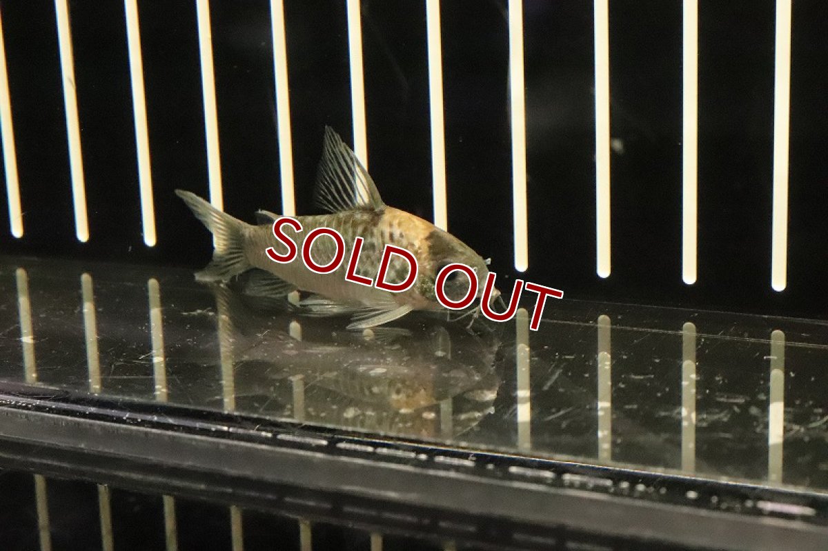 画像2: 【淡水魚】コリドラス ナイスニー 太バンド ワイルド【１匹】(±4cm)(コリドラス)(生体)(熱帯魚)ＮＫCR (2)