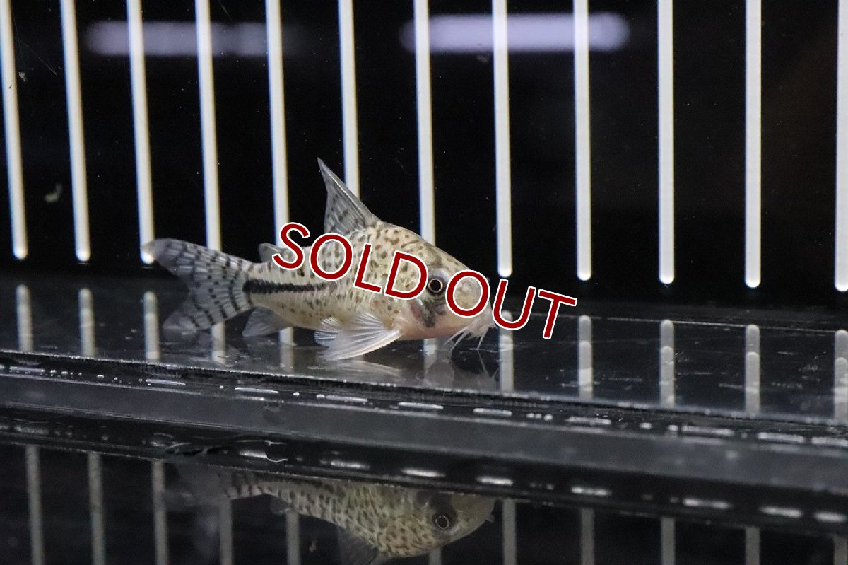 画像2: 【淡水魚】コリドラス ペルーボンディ ワイルド【１匹】(±4cm)(コリドラス)(生体)(熱帯魚)ＮＫCR (2)