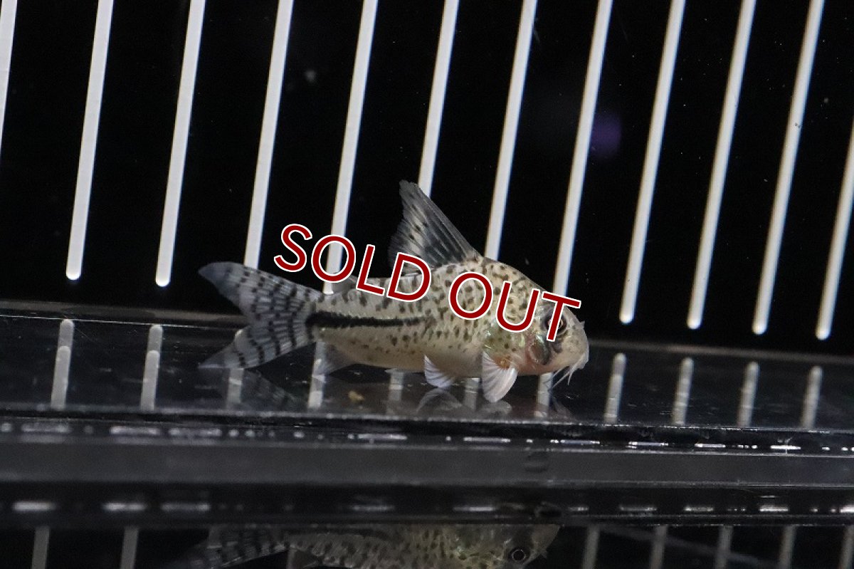 画像3: 【淡水魚】コリドラス ペルーボンディ ワイルド【１匹】(±4cm)(コリドラス)(生体)(熱帯魚)ＮＫCR (3)