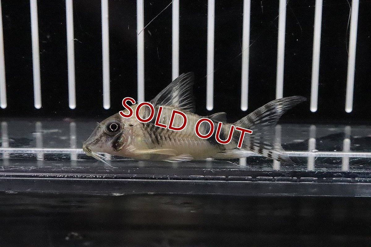 画像1: 【淡水魚】コリドラス ロングノーズ レイノルジー ワイルド【１匹】(±5cm)(コリドラス)(生体)(熱帯魚)ＮＫCR (1)