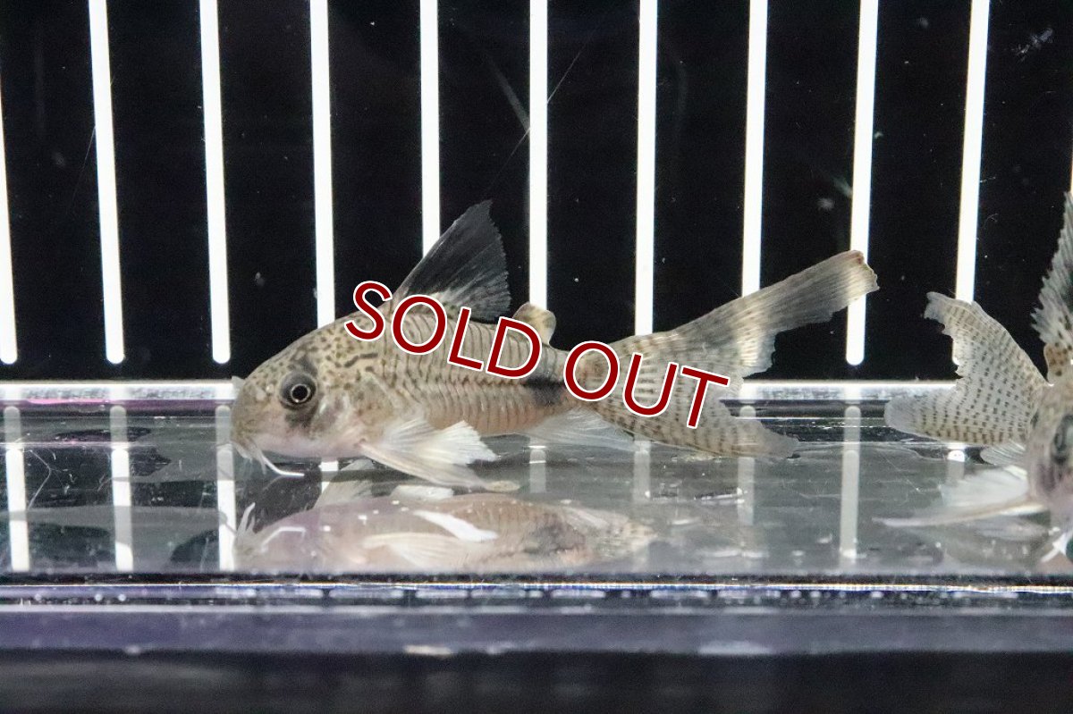 画像2: 【淡水魚】珍種 コリドラス スーパーロングフィン ジュリパン(ジュリー×パンダ)ハイブリット【１匹】(±6cm)(生体)(熱帯魚)ＮＫCR (2)