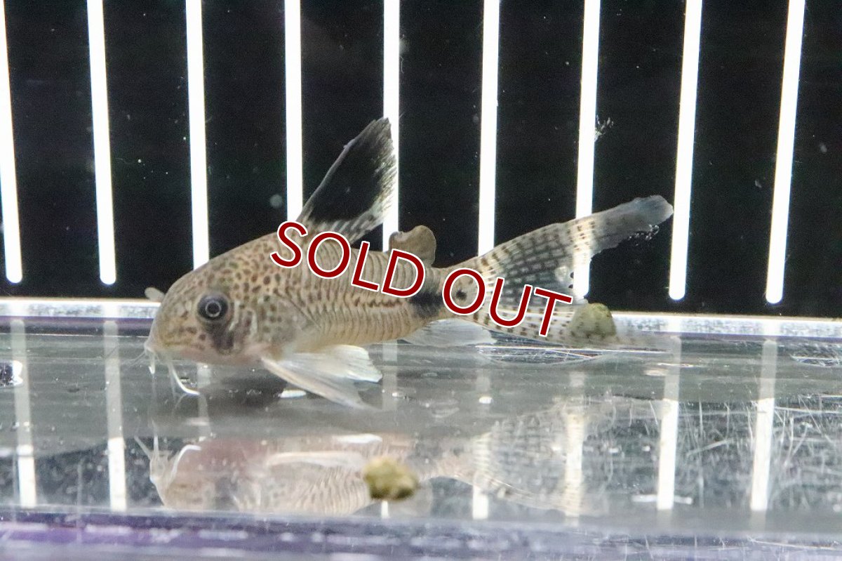 画像3: 【淡水魚】珍種 コリドラス スーパーロングフィン ジュリパン(ジュリー×パンダ)ハイブリット【１匹】(±6cm)(生体)(熱帯魚)ＮＫCR (3)