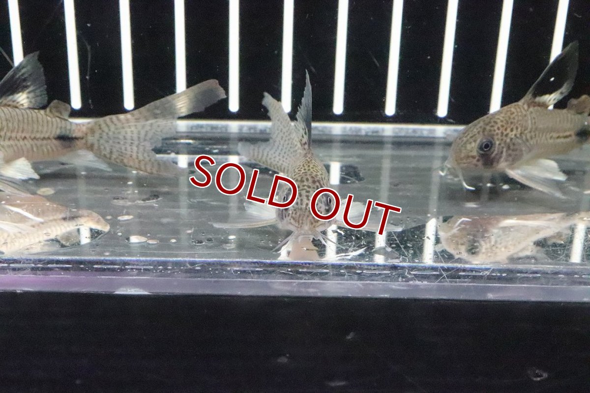 画像4: 【淡水魚】珍種 コリドラス スーパーロングフィン ジュリパン(ジュリー×パンダ)ハイブリット【１匹】(±6cm)(生体)(熱帯魚)ＮＫCR (4)