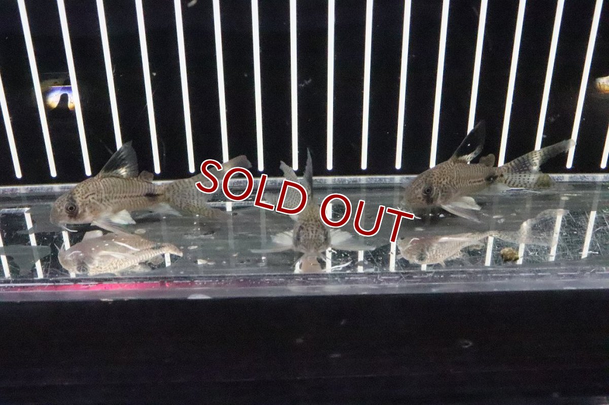 画像5: 【淡水魚】珍種 コリドラス スーパーロングフィン ジュリパン(ジュリー×パンダ)ハイブリット【１匹】(±6cm)(生体)(熱帯魚)ＮＫCR (5)