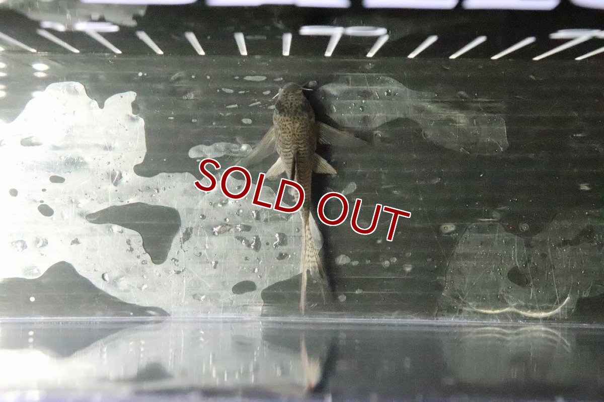 画像6: 【淡水魚】珍種 コリドラス スーパーロングフィン ジュリパン(ジュリー×パンダ)ハイブリット【１匹】(±6cm)(生体)(熱帯魚)ＮＫCR (6)