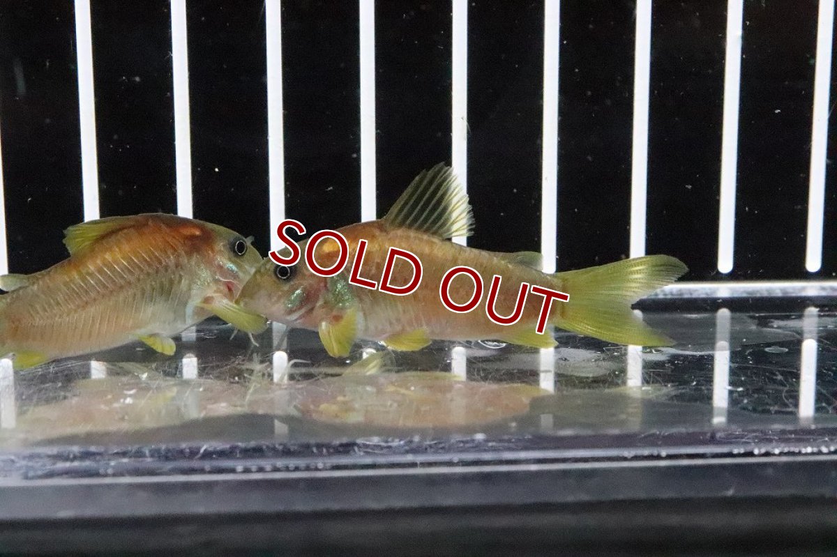 画像1: 【淡水魚】レア種 イルミネータス レッド ワイルド【1匹 サンプル画像】(±5cm)コリドラス)(生体)(熱帯魚)ＮＫCR (1)