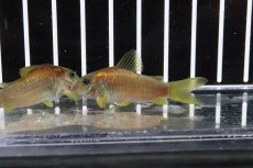 画像1: 【淡水魚】レア種 イルミネータス レッド ワイルド【1匹 サンプル画像】(±5cm)コリドラス)(生体)(熱帯魚)ＮＫCR (1)