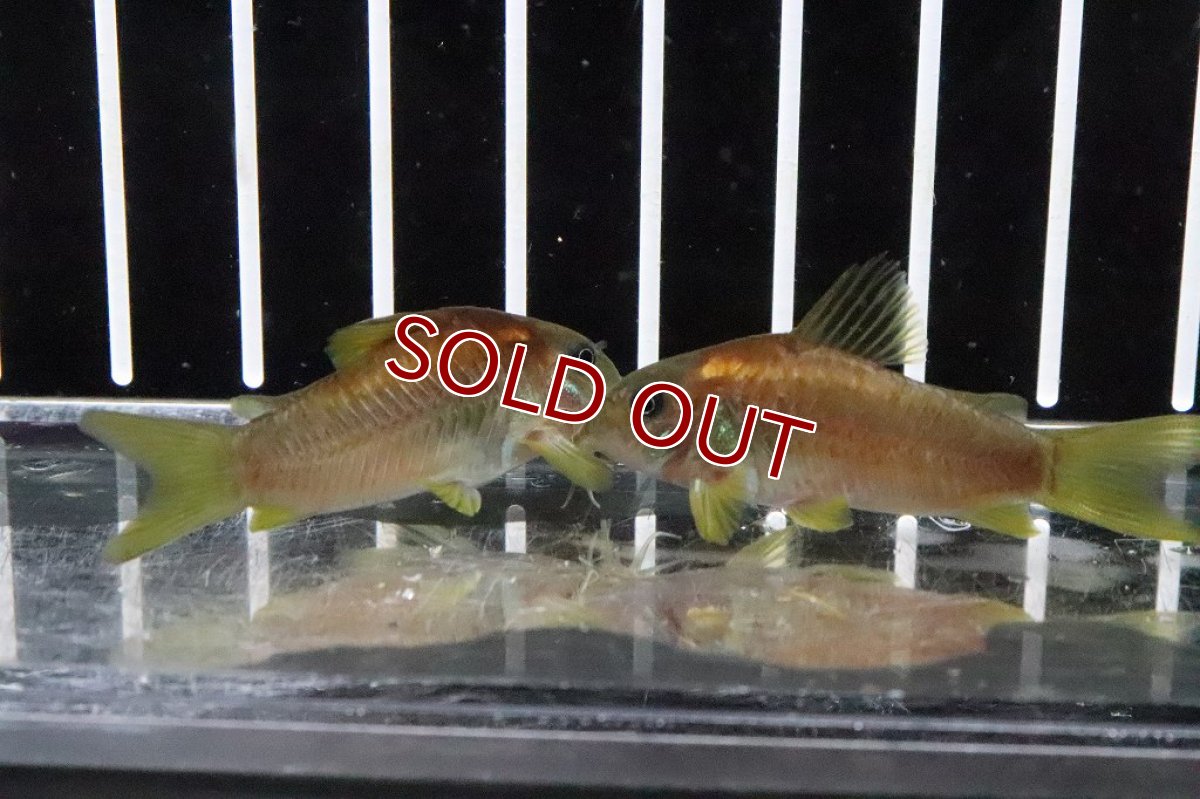 画像2: 【淡水魚】レア種 イルミネータス レッド ワイルド【1匹 サンプル画像】(±5cm)コリドラス)(生体)(熱帯魚)ＮＫCR (2)