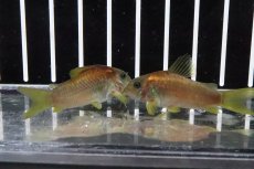 画像2: 【淡水魚】レア種 イルミネータス レッド ワイルド【1匹 サンプル画像】(±5cm)コリドラス)(生体)(熱帯魚)ＮＫCR (2)