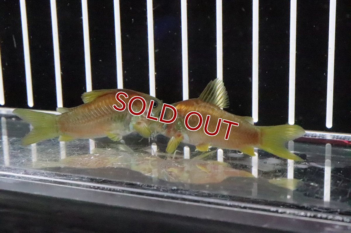 画像3: 【淡水魚】レア種 イルミネータス レッド ワイルド【1匹 サンプル画像】(±5cm)コリドラス)(生体)(熱帯魚)ＮＫCR (3)