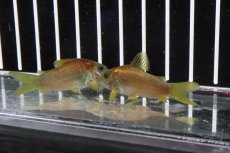 画像3: 【淡水魚】レア種 イルミネータス レッド ワイルド【1匹 サンプル画像】(±5cm)コリドラス)(生体)(熱帯魚)ＮＫCR (3)
