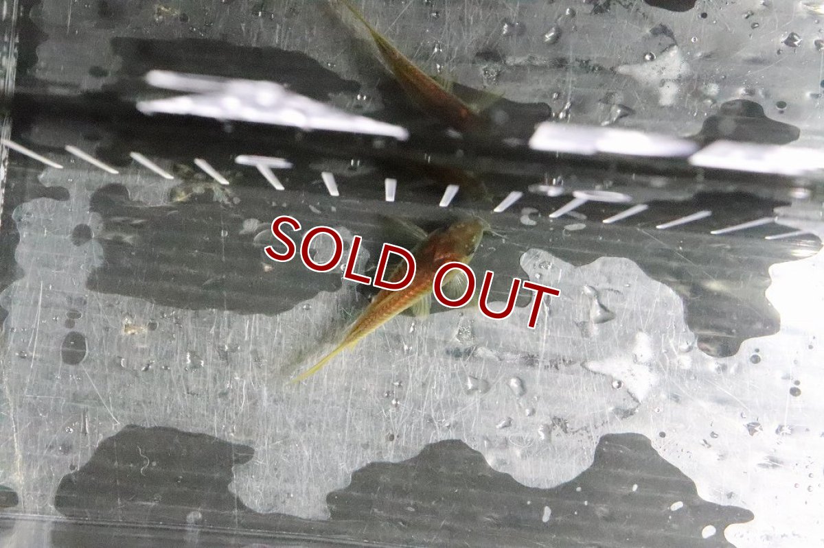 画像4: 【淡水魚】レア種 イルミネータス レッド ワイルド【1匹 サンプル画像】(±5cm)コリドラス)(生体)(熱帯魚)ＮＫCR (4)