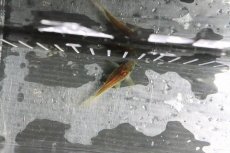 画像4: 【淡水魚】レア種 イルミネータス レッド ワイルド【1匹 サンプル画像】(±5cm)コリドラス)(生体)(熱帯魚)ＮＫCR (4)