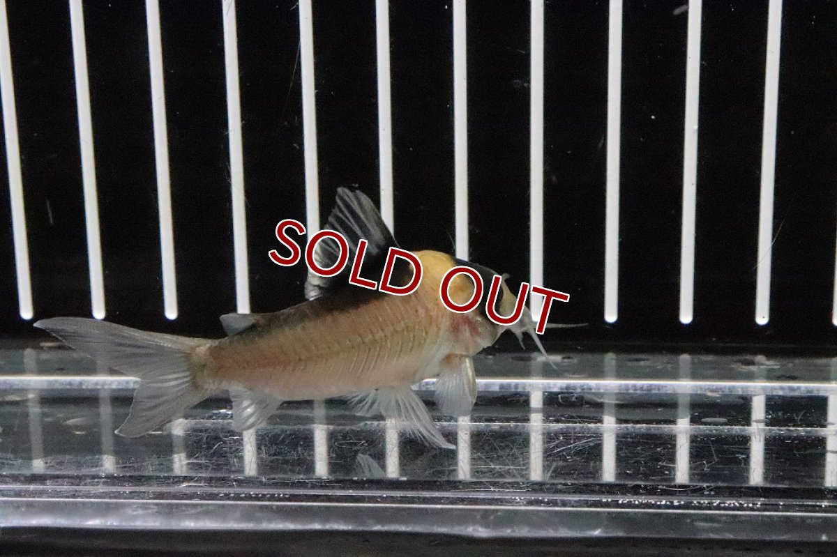 画像2: 【淡水魚】コリドラス イミテーター ワイルド【1匹 サンプル画像】(±5-6cm)(コリドラス)(生体)(熱帯魚)ＮＫCR (2)