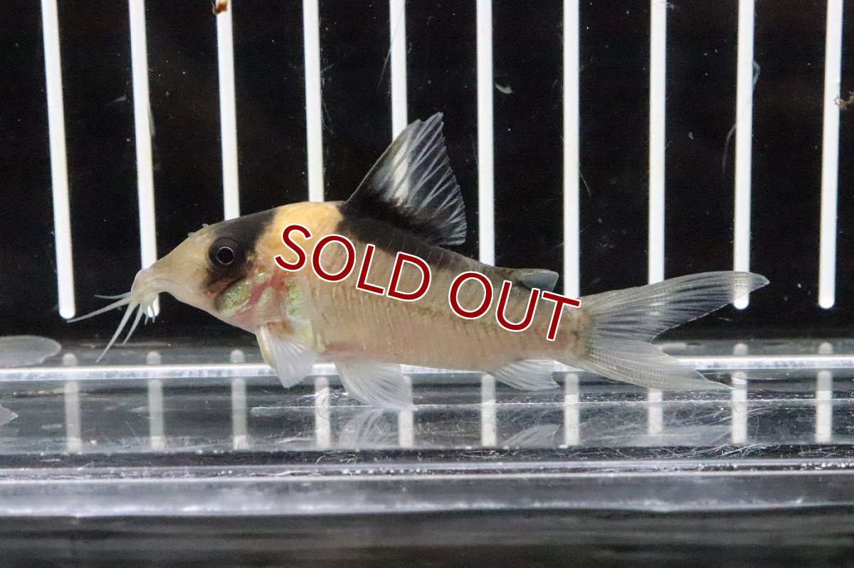 画像3: 【淡水魚】コリドラス イミテーター ワイルド【1匹 サンプル画像】(±5-6cm)(コリドラス)(生体)(熱帯魚)ＮＫCR (3)
