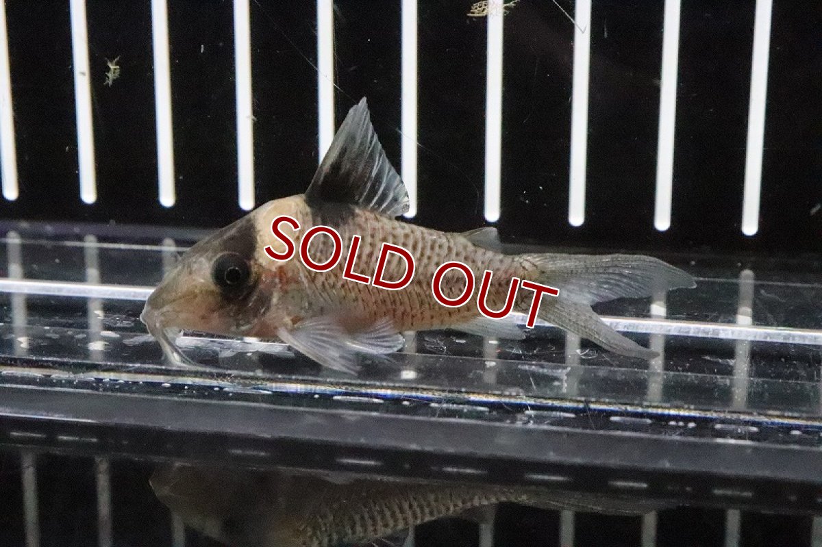 画像2: 【淡水魚】激安 コリドラス アマンダジャネア ワイルド【1匹 サンプル画像】(±5-6cm)(コリドラス)(生体)(淡水)NKCR (2)