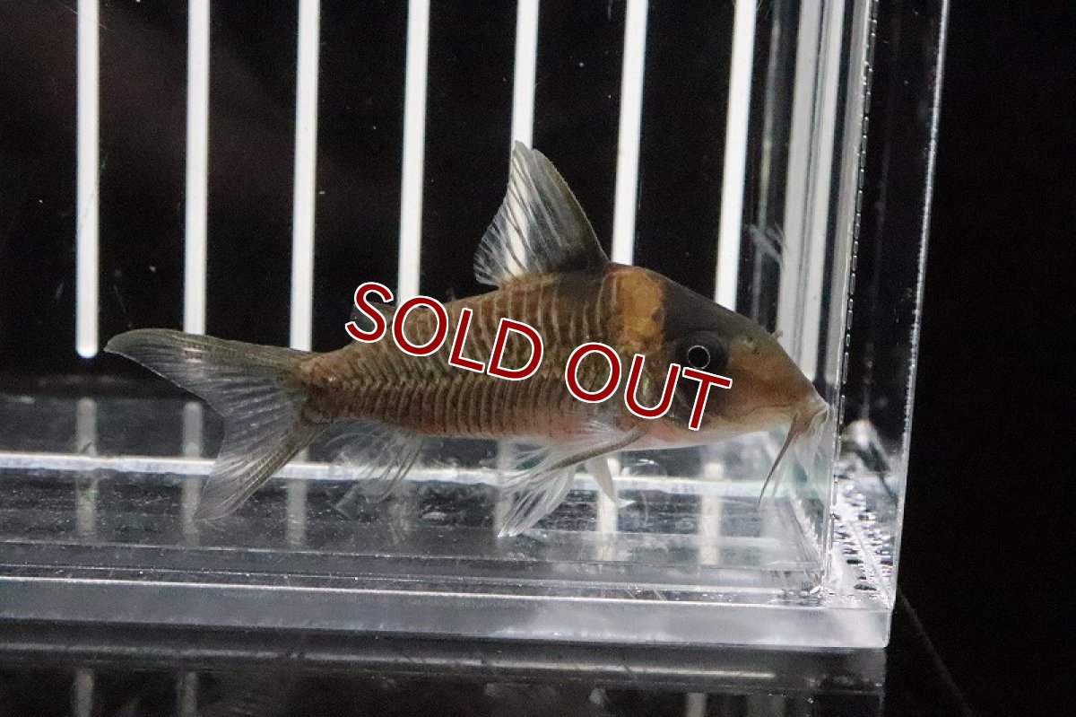 画像3: 【淡水魚】激安 コリドラス アマンダジャネア ワイルド【1匹 サンプル画像】(±5-6cm)(コリドラス)(生体)(淡水)NKCR (3)