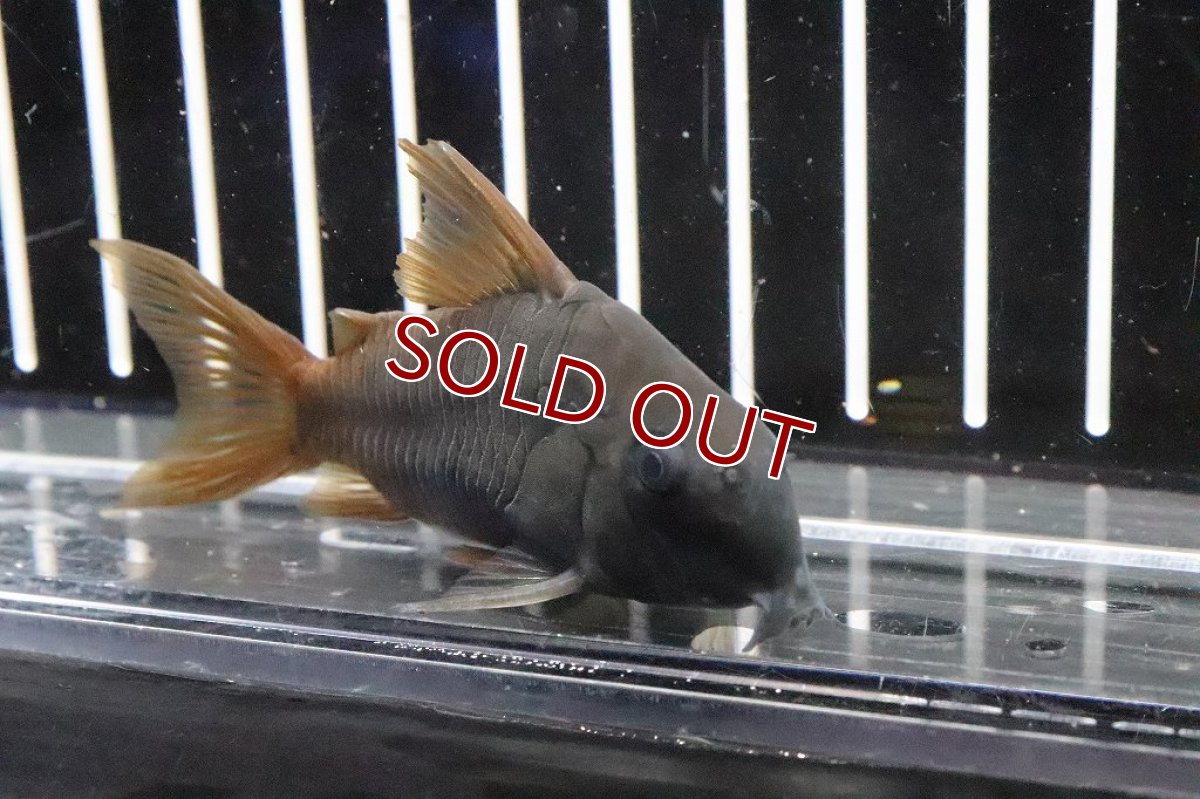 画像2: 【淡水魚】【通販】 ＸＬサイズ コリドラス コンコロール ワイルド【１匹】(±5-7cm)(コリドラス)(生体)(淡水)NKCR (2)