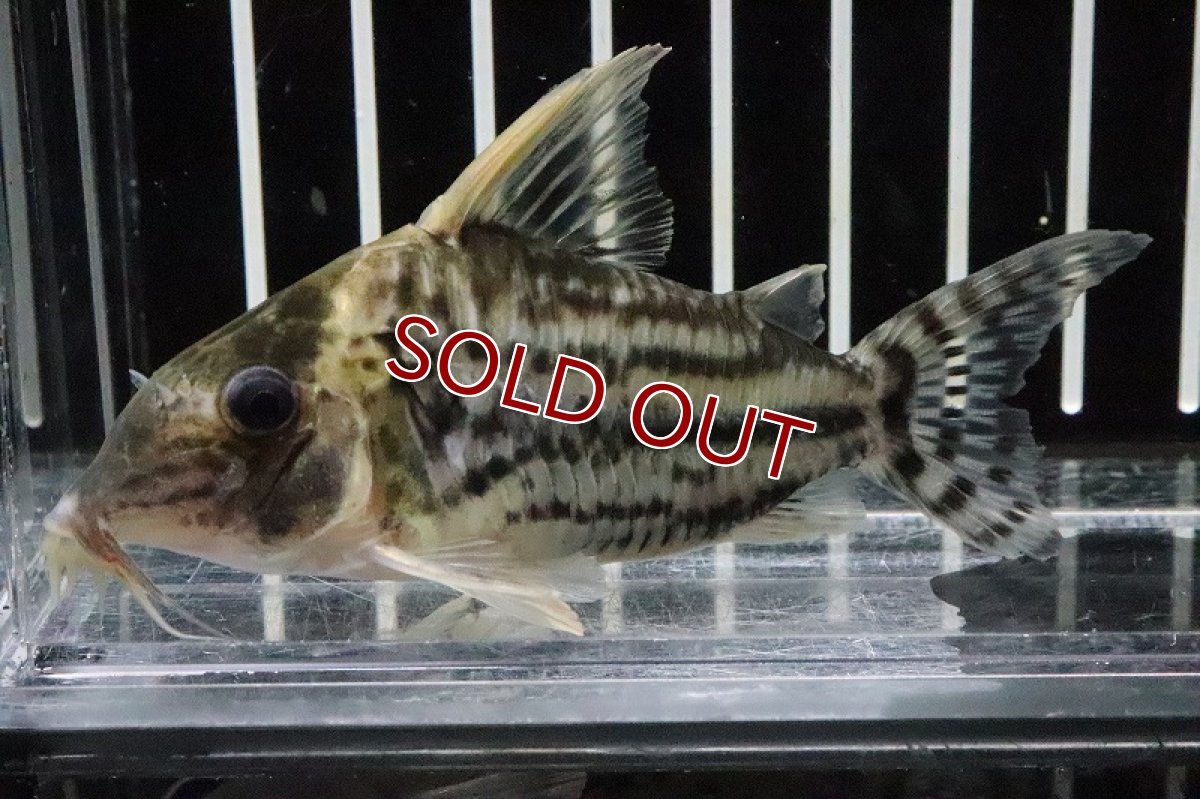 画像1: 【淡水魚】【通販】Lサイズ コリドラス スーパープルケール ワイルド【1匹 サンプル画像】(±6-8cm)(コリドラス(生体)(淡水)NKCR (1)
